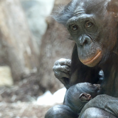 Bonobo Nayoki mit Jungtier, September 2023