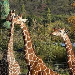Die Netzgiraffen Maja, Timon und Kimia (v.l.n.r.) auf der Anlage „Afrika Savanne“ im Opel-Zoo