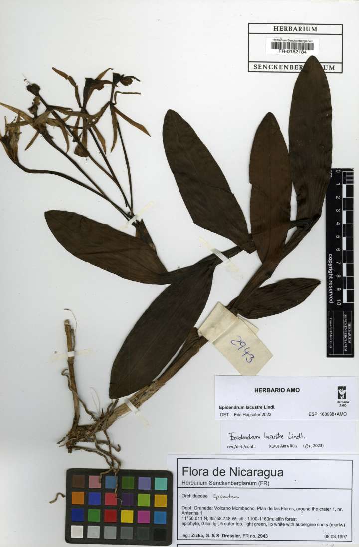 Klaus Area Rug: Epidendrum lacustre, FR-0152184
