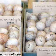 Sammlung Ornithologie Eier
