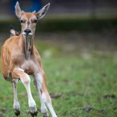 Nachwuchs im Opel-Zoo: Die männliche Elenantilope Idris wurde am 26. Januar geboren.