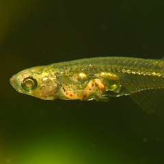 Mini-Fisch Nur 12 Millimeter lang, aber über 140 Dezibel laut: danionella cerebrum