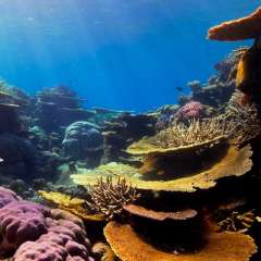 Korallenriff Unsplash